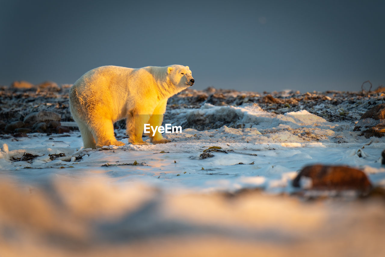 Polar bear standing on tundra at sunset