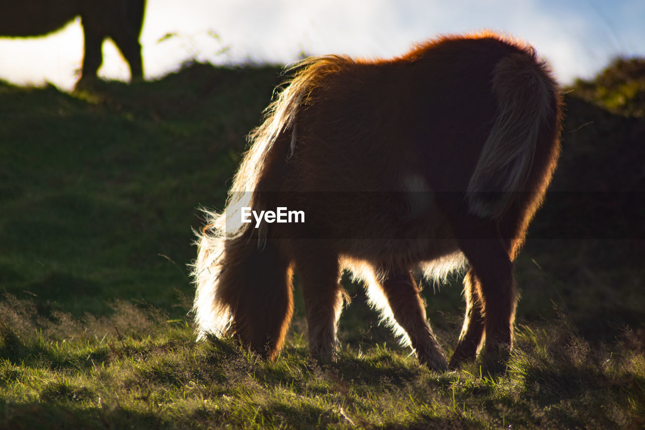 Horse standing on field