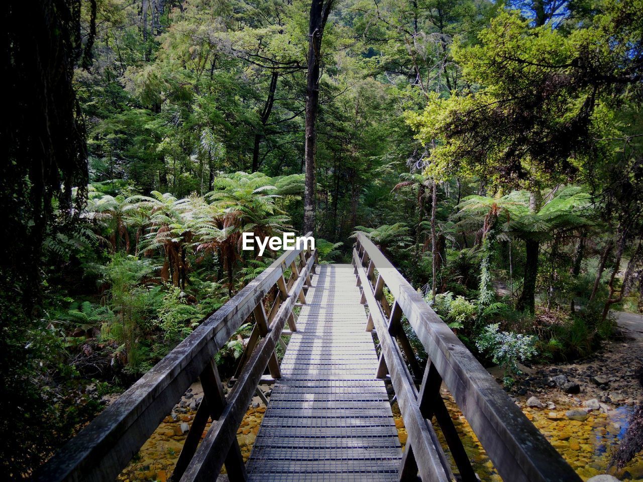 Footpath leading to forest