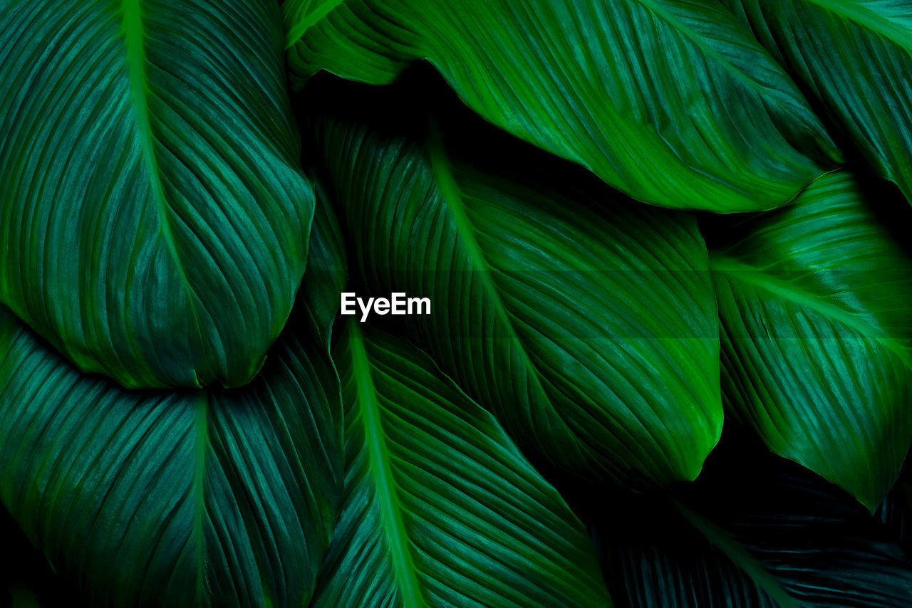 Full frame shot of green leaves