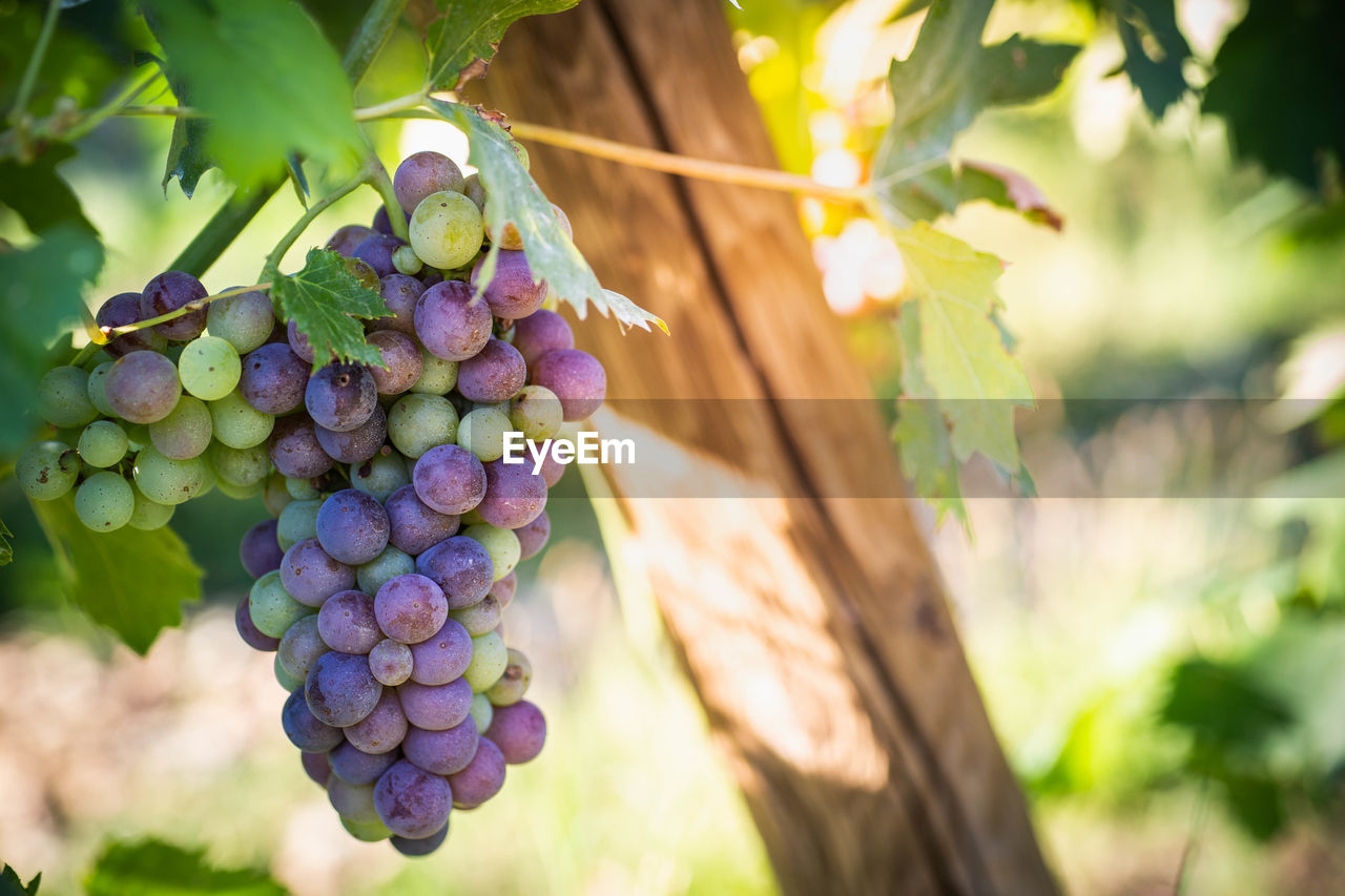 CLOSE-UP OF GRAPES HANGING ON VINE