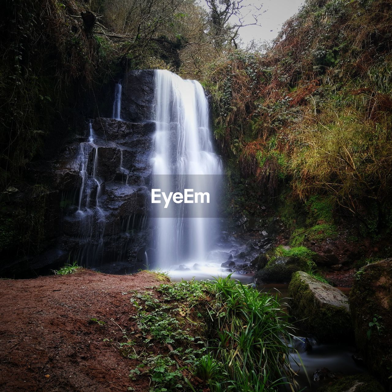 WATERFALL IN A FOREST