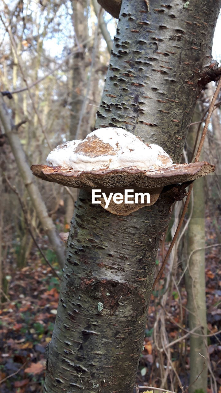 CLOSE-UP OF MUSHROOM GROWING ON TREE TRUNK