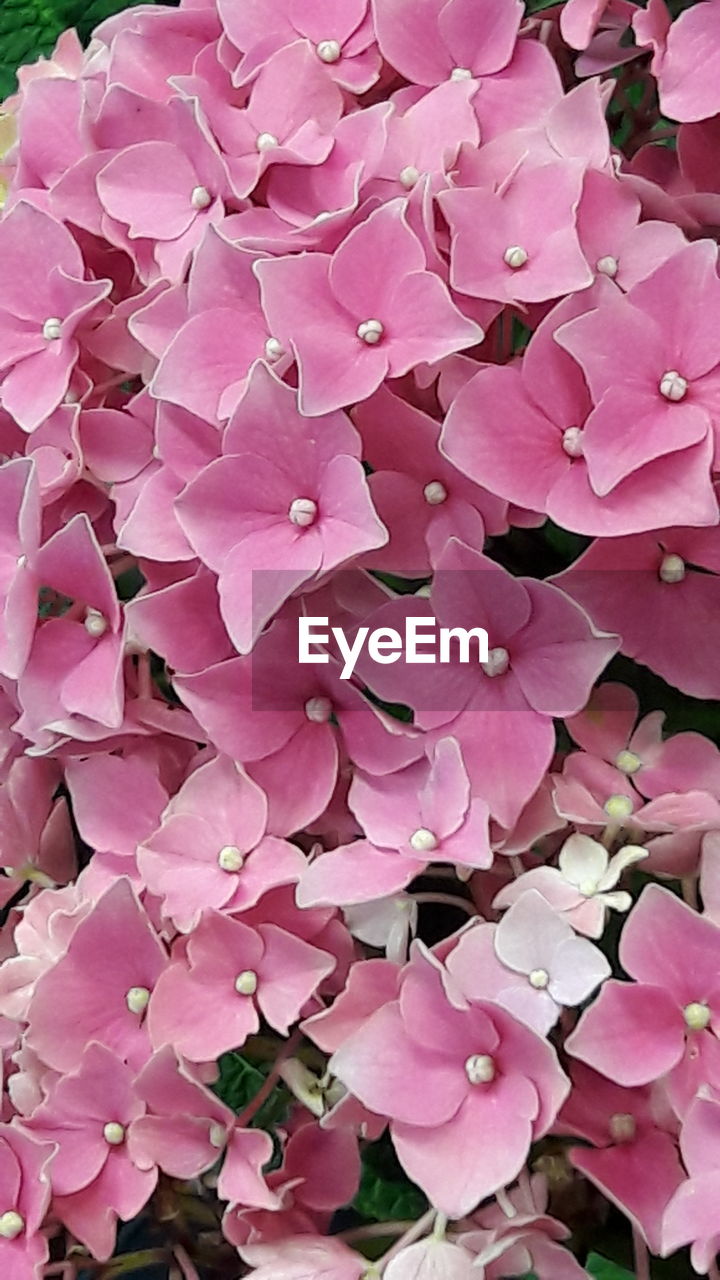 FULL FRAME OF PINK FLOWERS