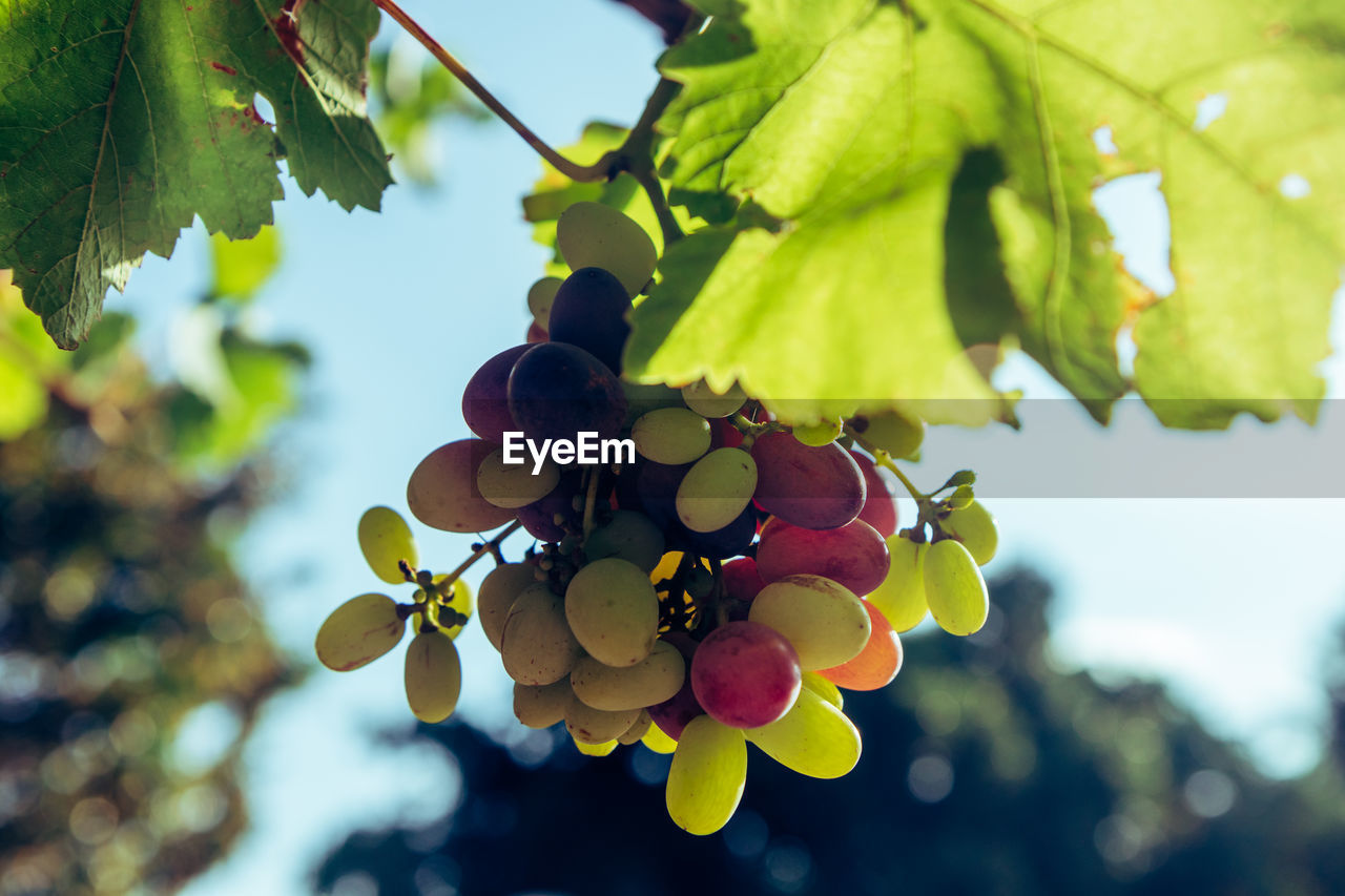CLOSE-UP OF GRAPES ON TREE