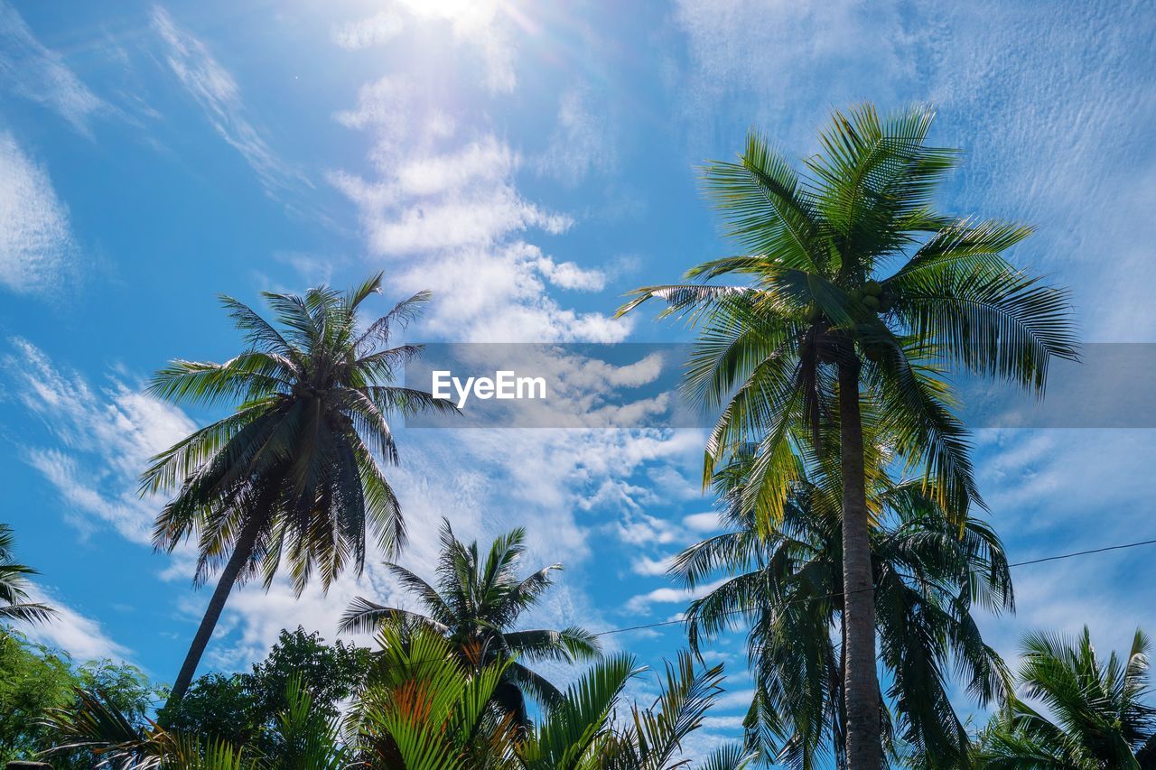 LOW ANGLE VIEW OF PALM TREE AGAINST SKY