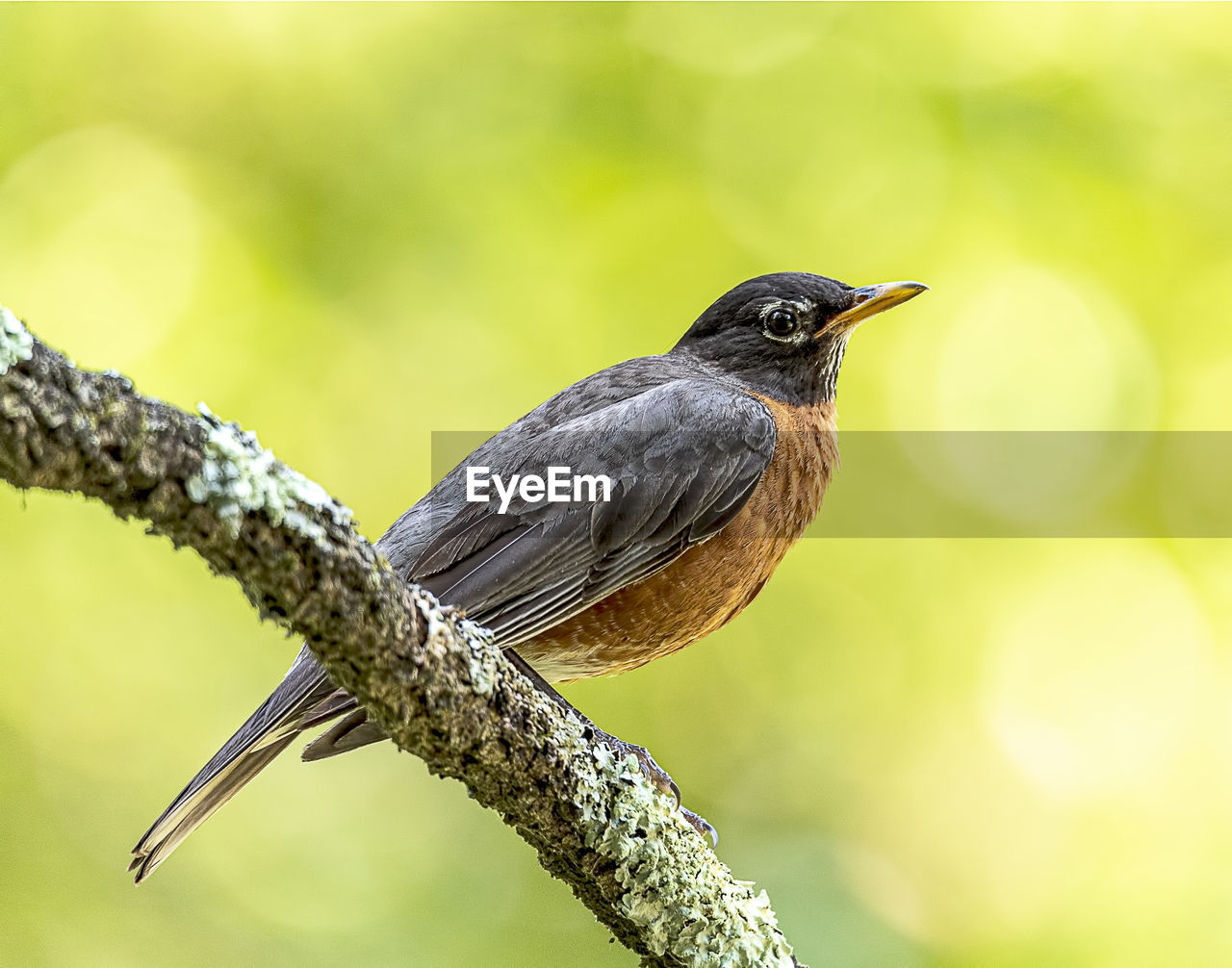 Close-up of bird perching on branch