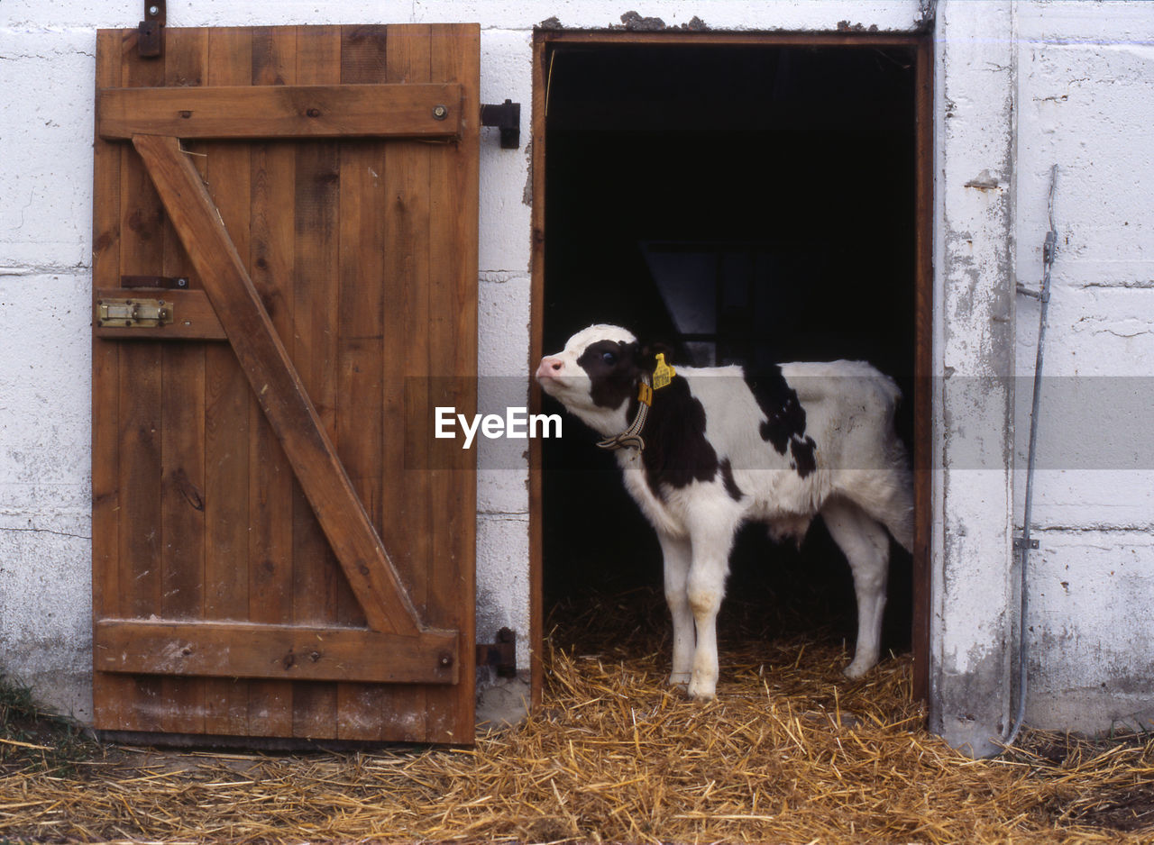 Calw is looking out the door on a traditional farm