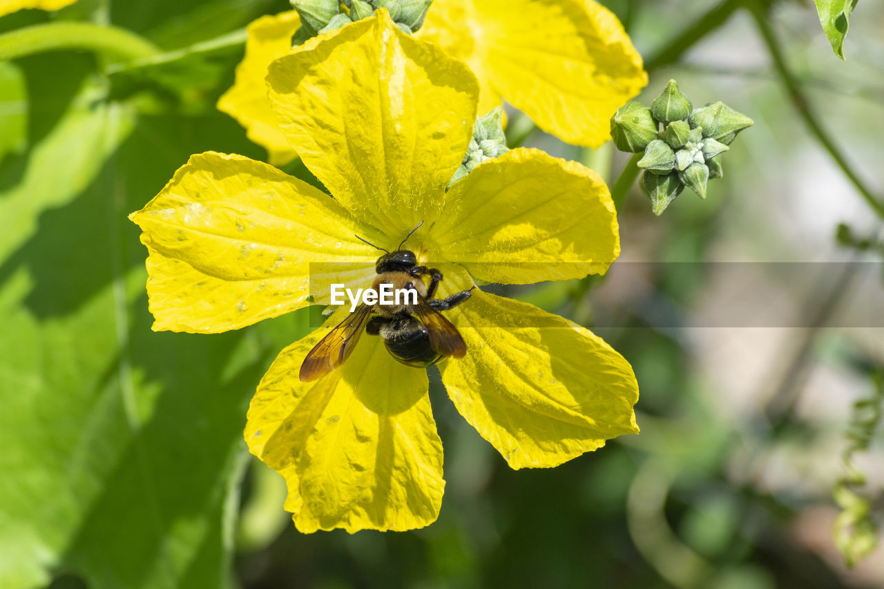 CLOSE-UP OF HONEY BEE POLLINATING ON YELLOW FLOWER