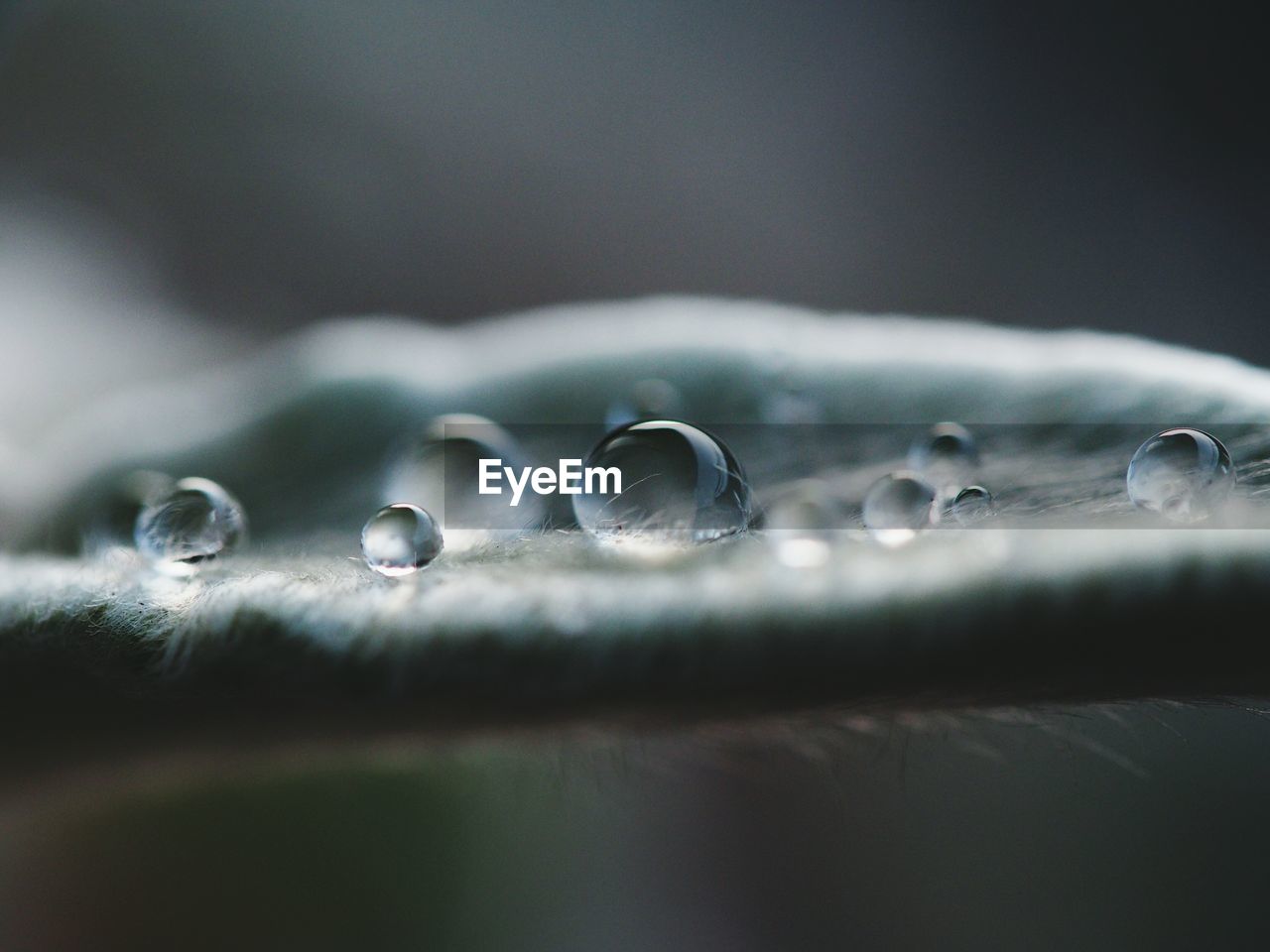 Close-up of water drops on leaf