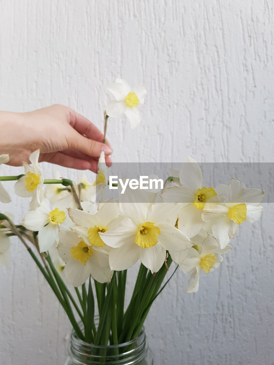 HAND HOLDING WHITE FLOWERING PLANT