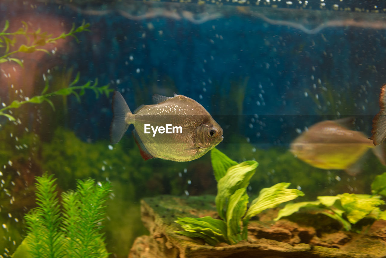 Close-up of fish swimming in aquarium