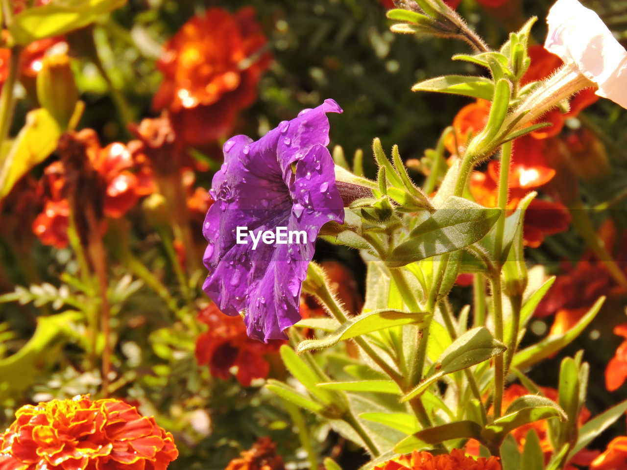 CLOSE-UP OF PURPLE FLOWERS BLOOMING