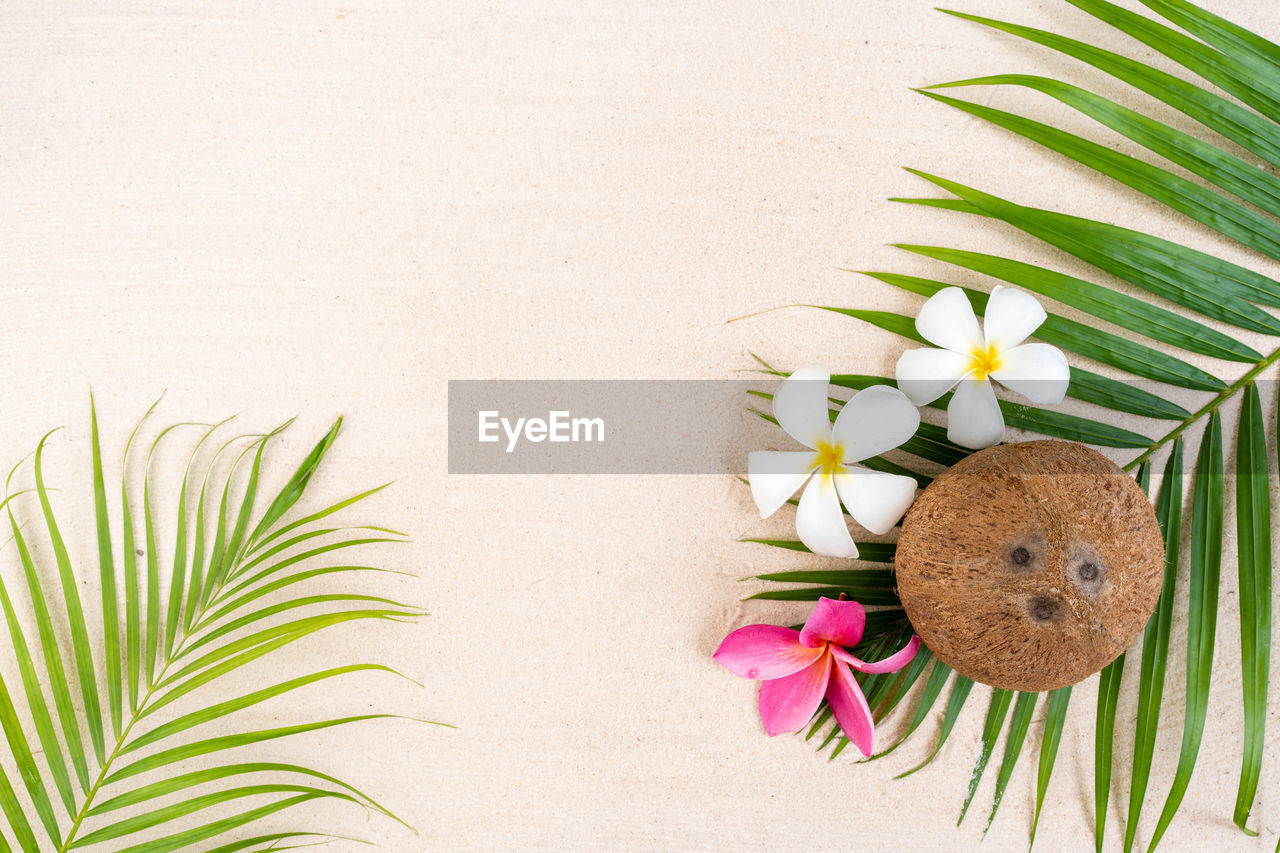 high angle view of plant