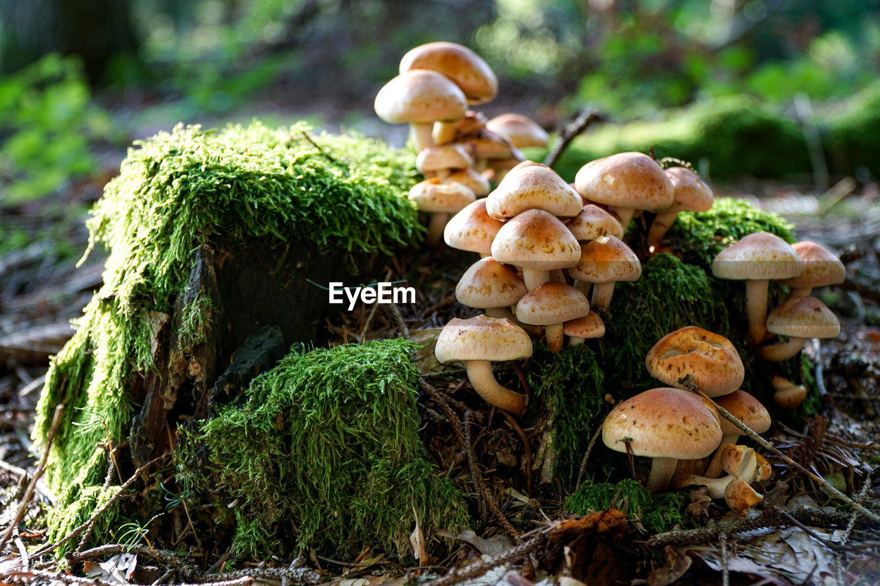CLOSE-UP OF MUSHROOMS GROWING ON GROUND