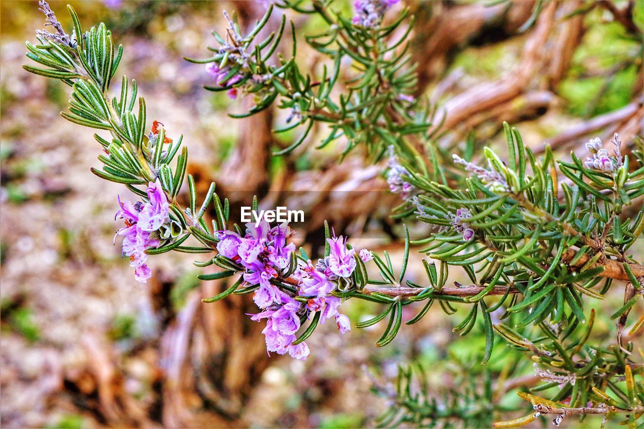 CLOSE-UP OF PURPLE FLOWERING PLANTS ON BRANCH