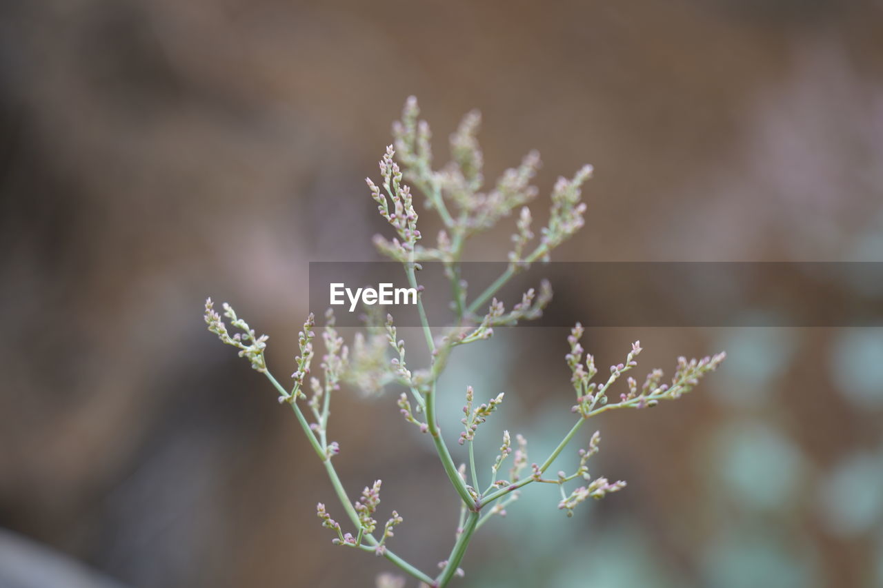 CLOSE-UP OF FLOWERING PLANT AGAINST SNOW