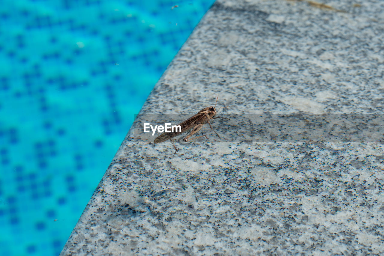 CLOSE-UP OF INSECT ON ROCK