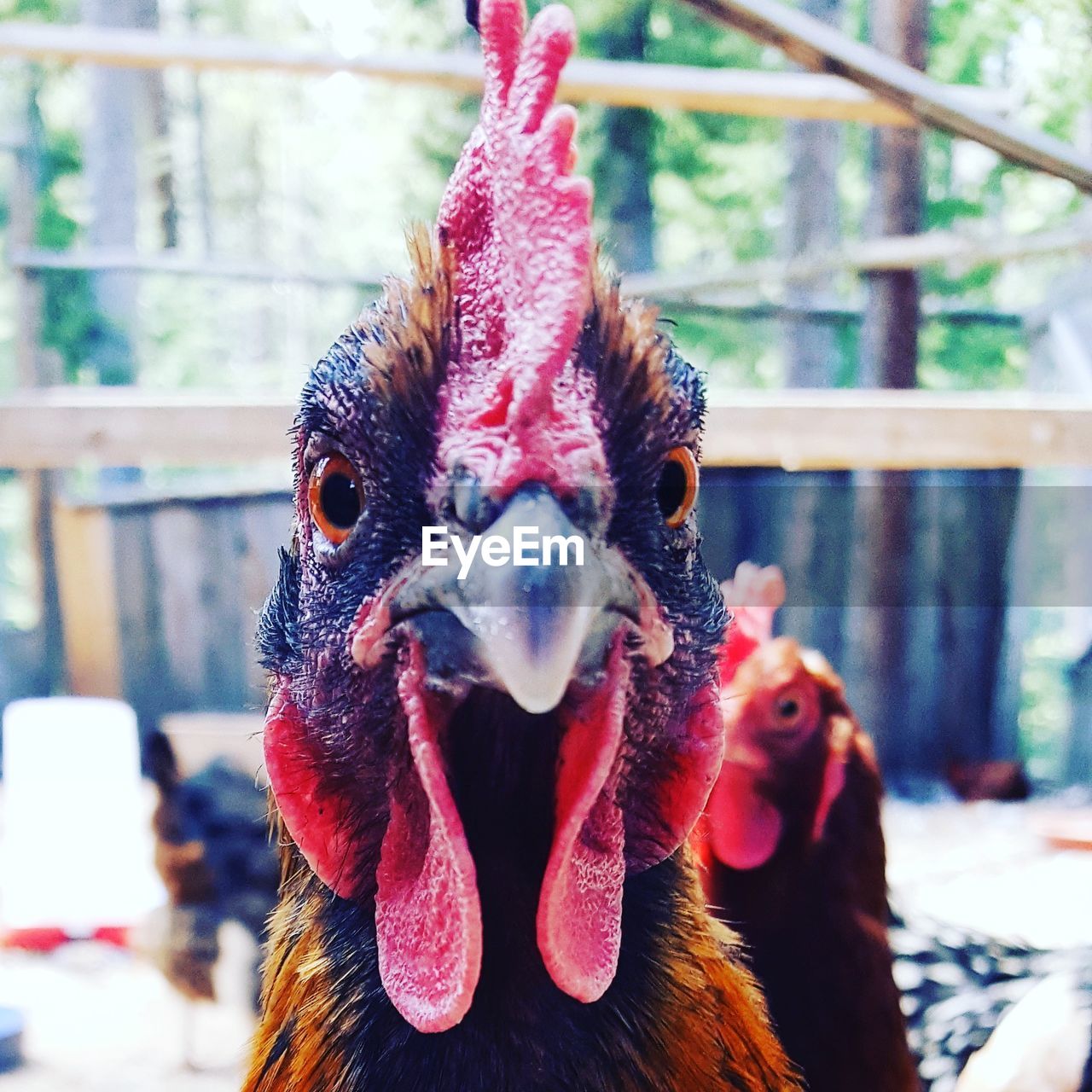 PORTRAIT OF ROOSTER