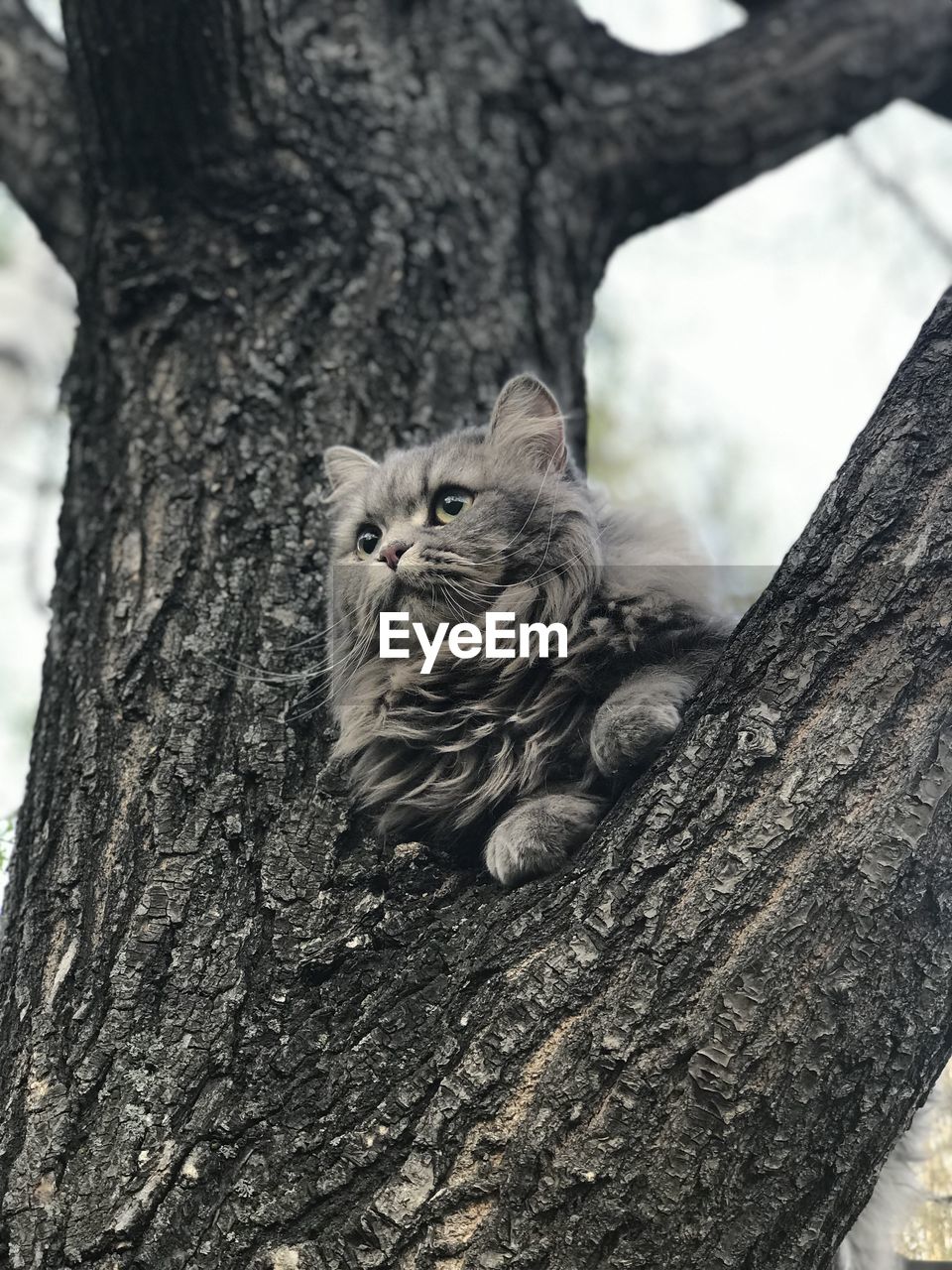 Portrait of cat on tree trunk