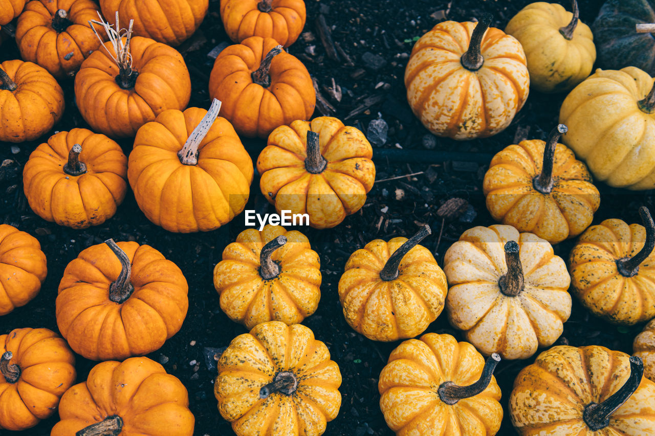 Full frame shot of pumpkins for sale