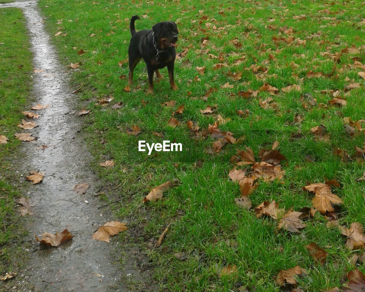 DOG STANDING ON GRASSY FIELD