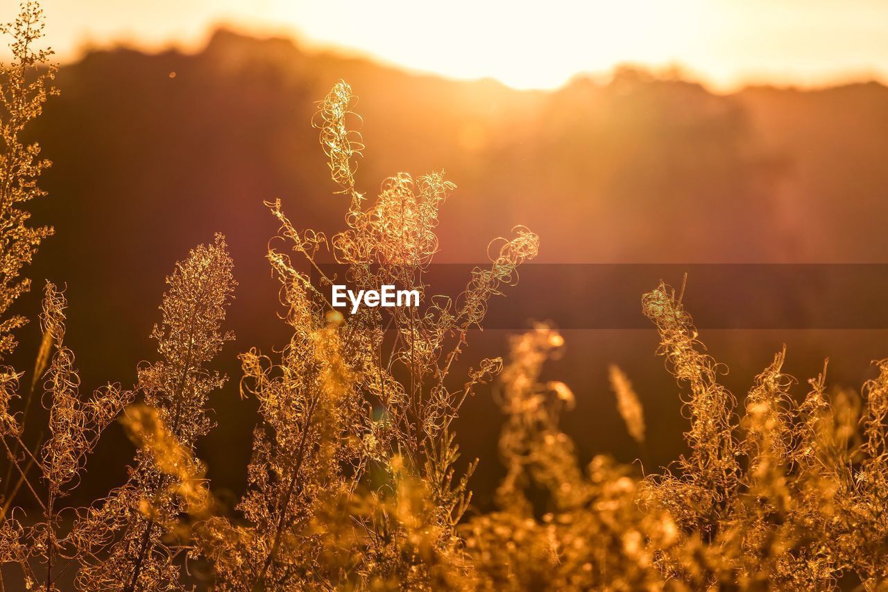 Close-up of plants on field against sky