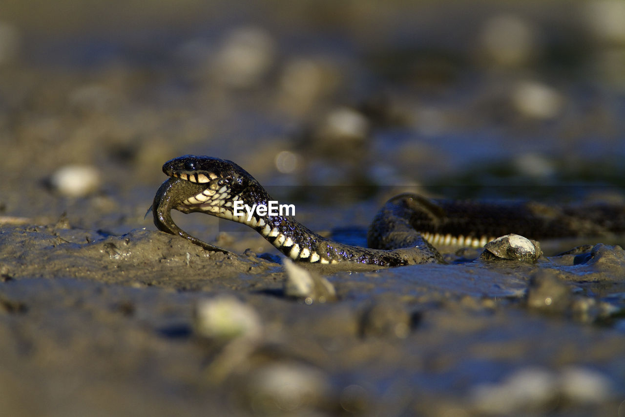 Grass snake eating a fish in kopacki rit, croatia