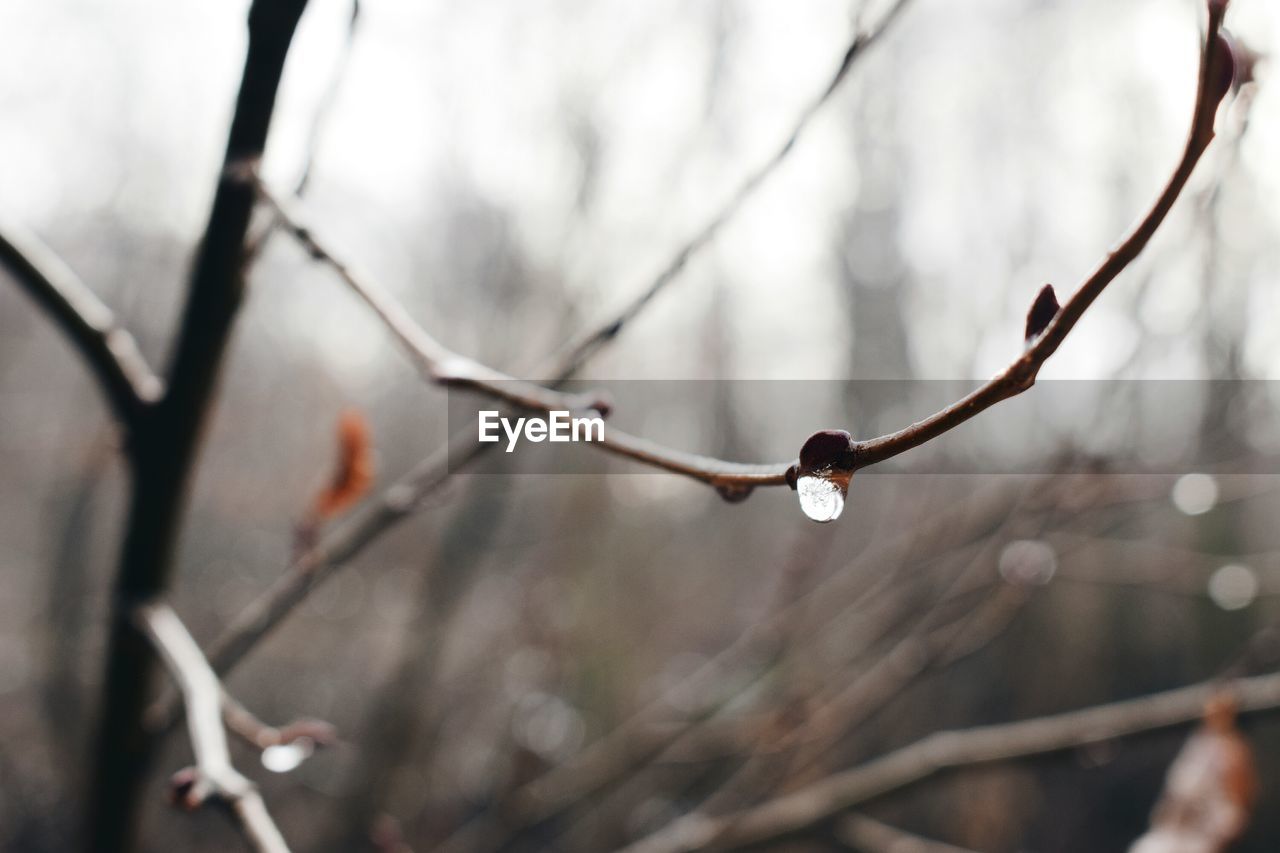 CLOSE-UP OF WATER DROP ON BRANCH