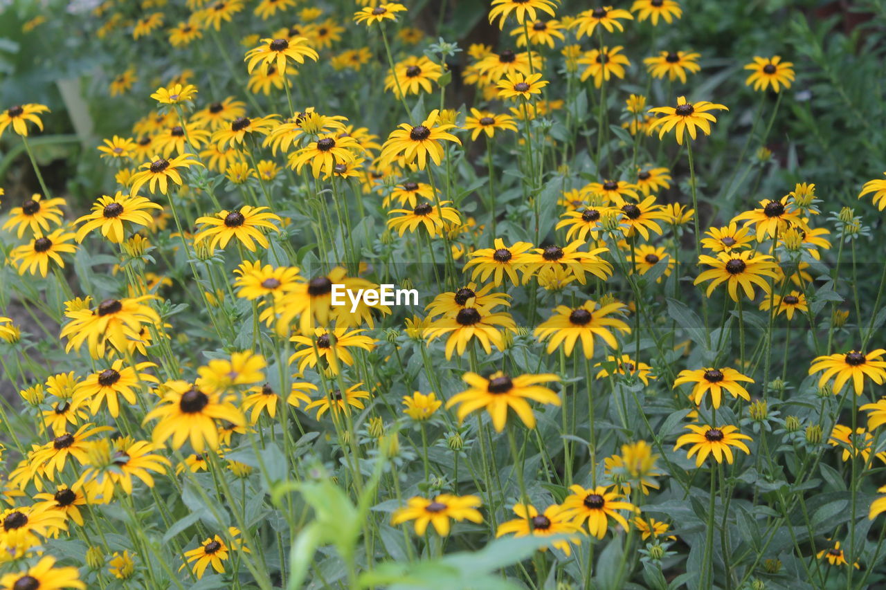 CLOSE-UP OF YELLOW FLOWERING PLANT