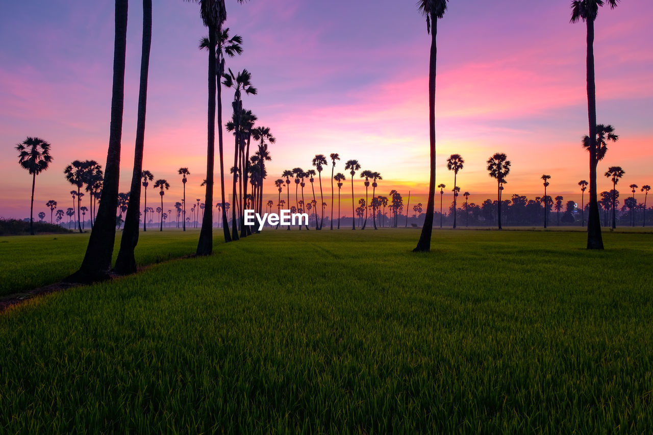 Scenic view of grassy field against sky during sunset