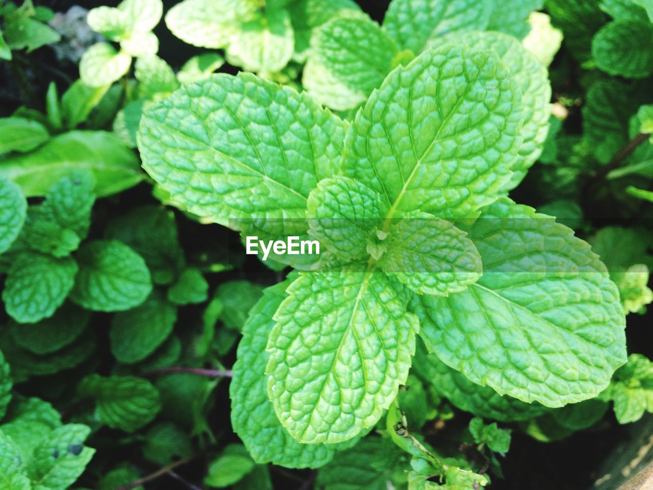 CLOSE-UP OF FRESH GREEN PLANT