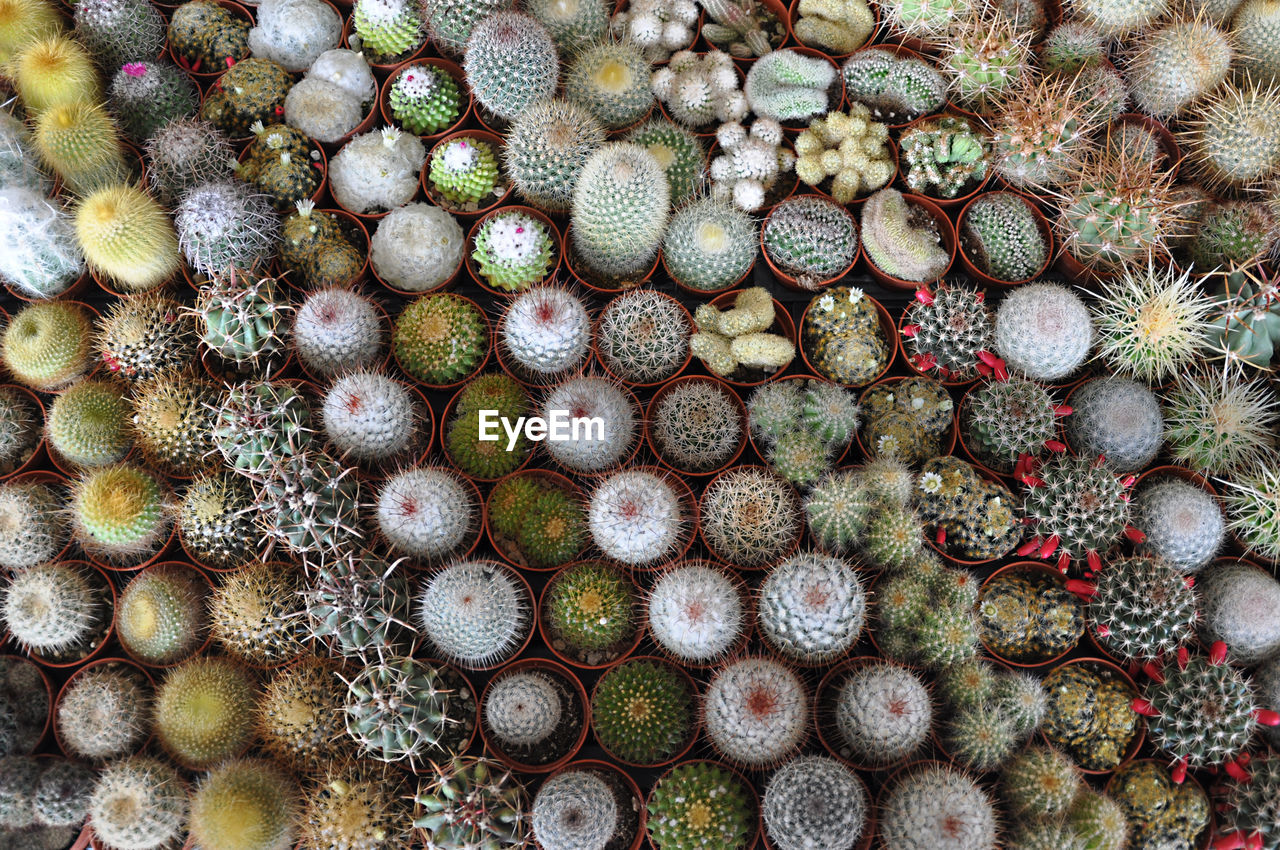 Full frame shot of potted cactus plants