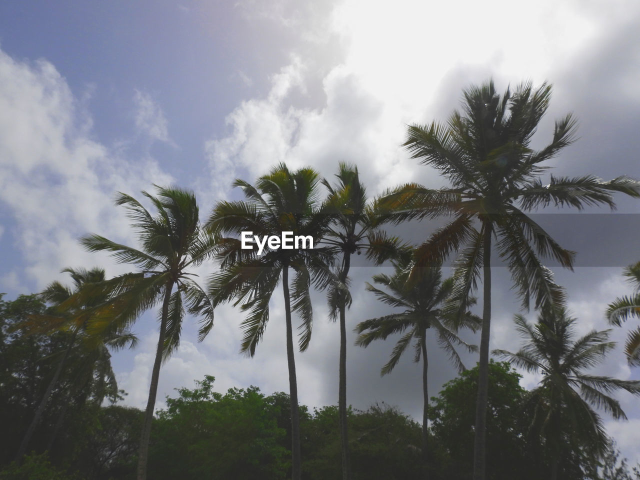 LOW ANGLE VIEW OF COCONUT PALM TREES