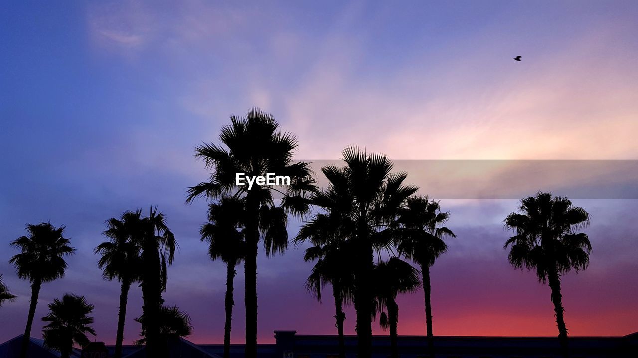 LOW ANGLE VIEW OF SILHOUETTE TREES AGAINST SKY AT SUNSET