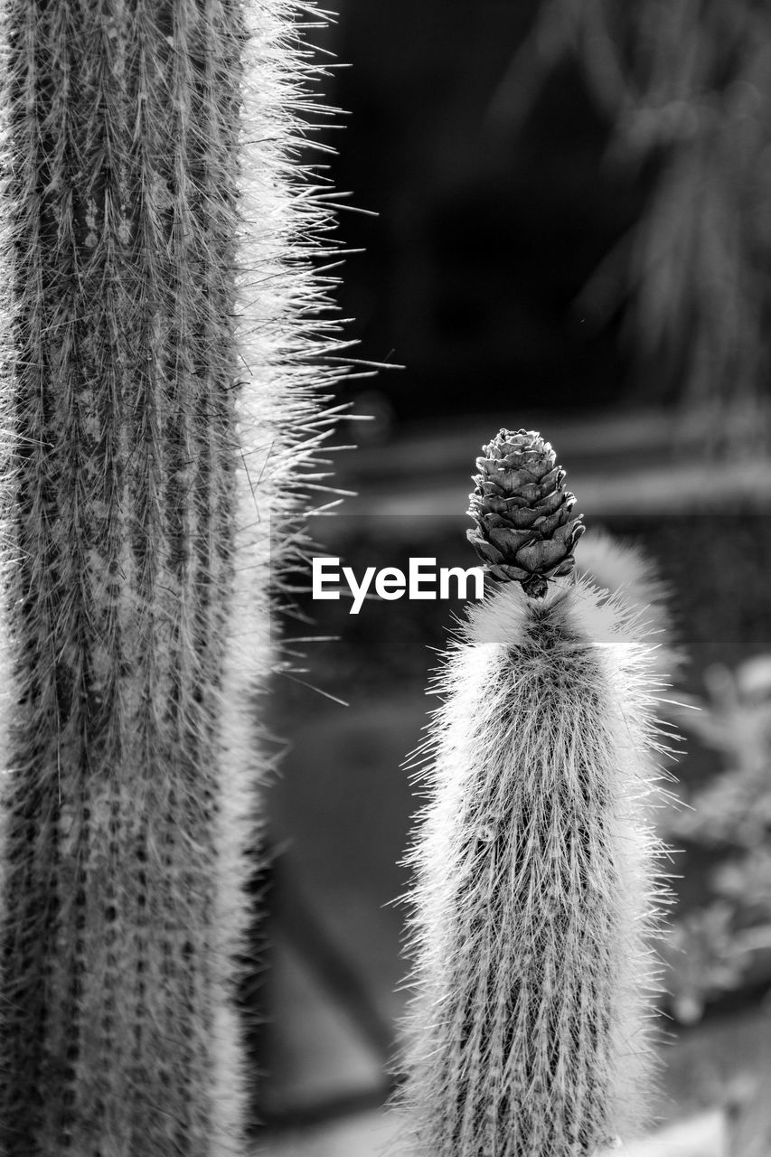 CLOSE-UP OF SUCCULENT PLANTS