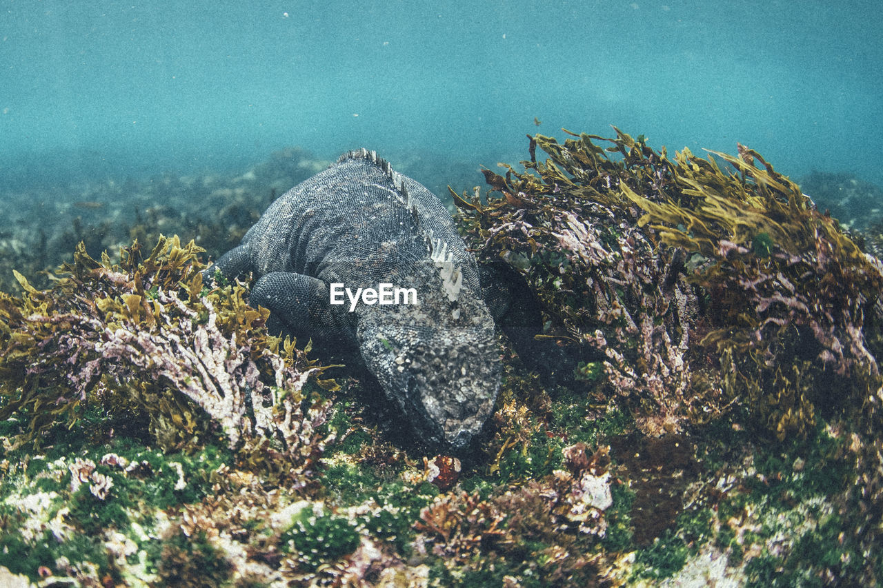 FISH SWIMMING UNDERWATER