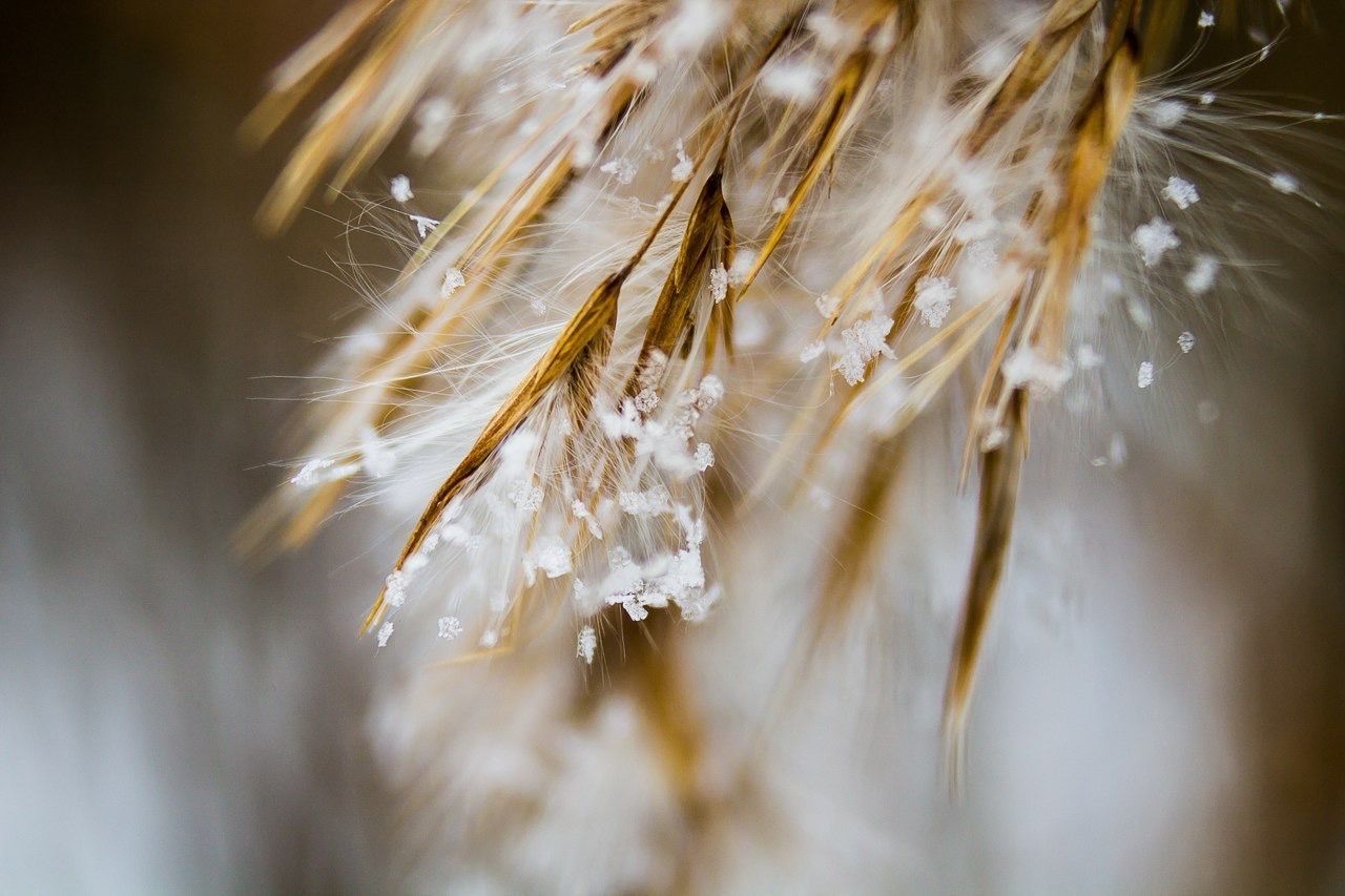 Close up of leaf