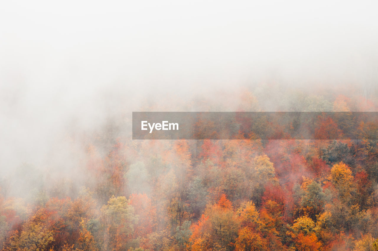 Trees in forest during autumn