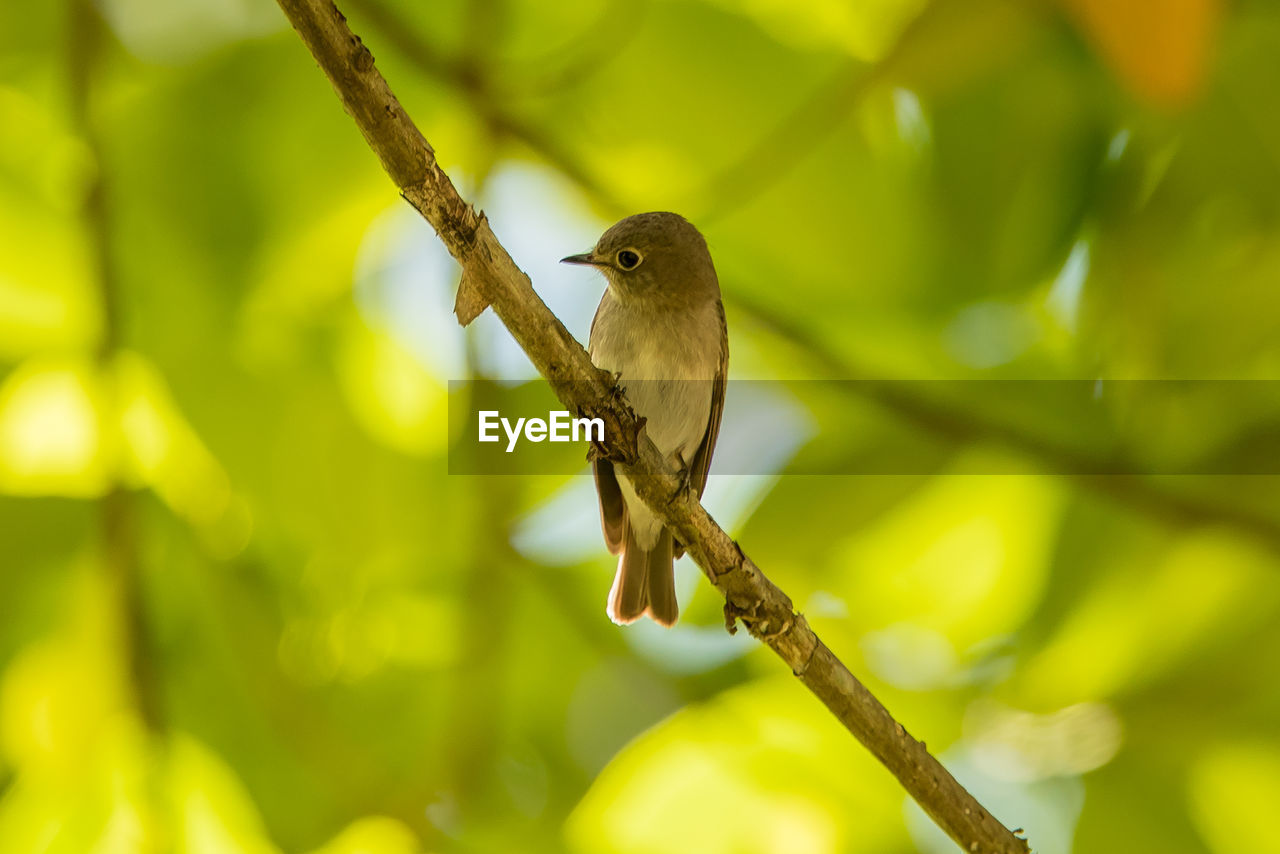 CLOSE-UP OF A BIRD PERCHING ON BRANCH