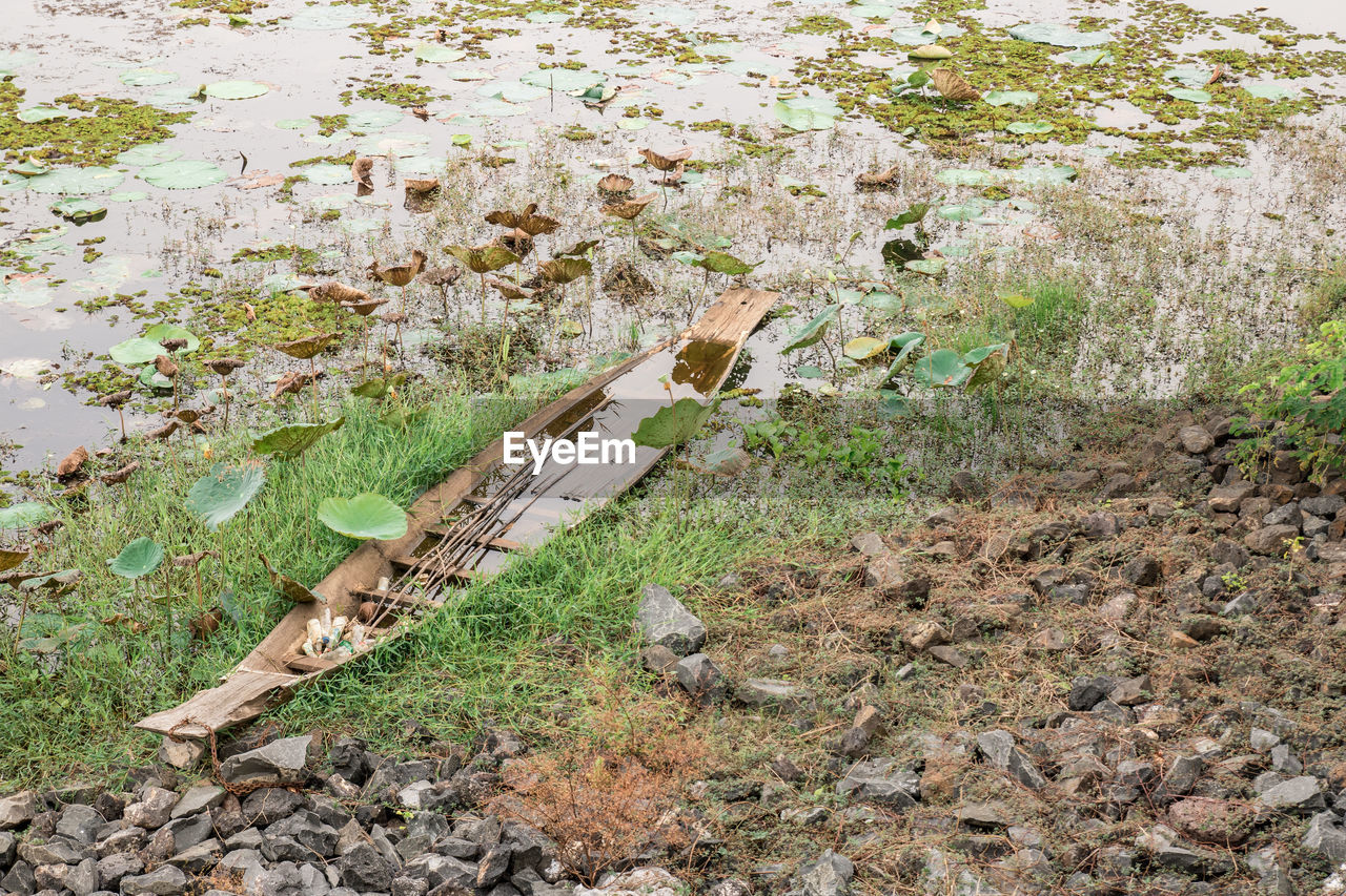 HIGH ANGLE VIEW OF PLANT ON FIELD