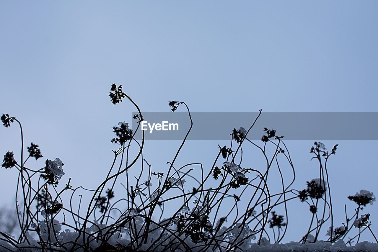 CLOSE-UP OF WILTED PLANT AGAINST CLEAR SKY