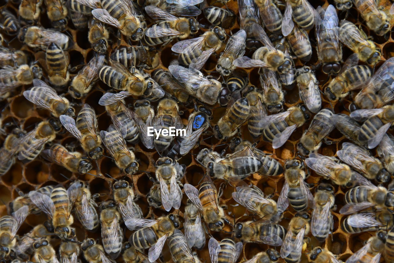 HIGH ANGLE VIEW OF BEES IN WATER