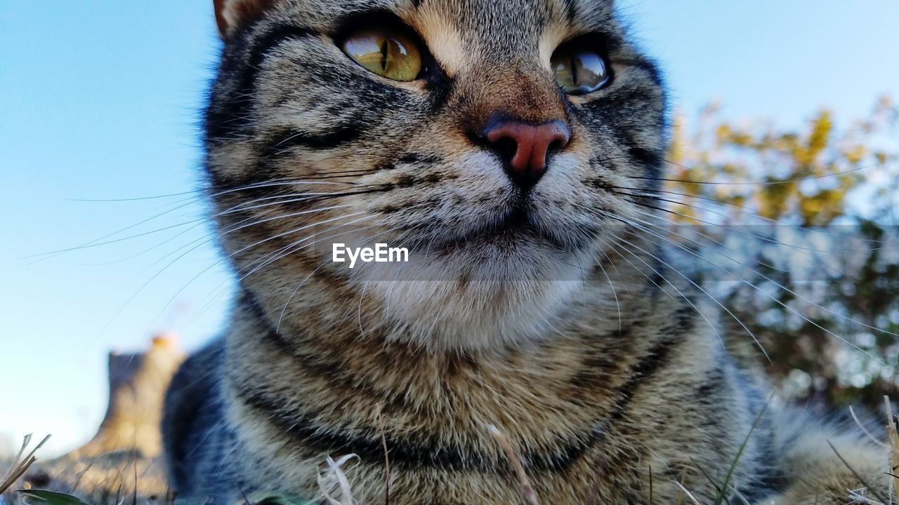 CLOSE-UP PORTRAIT OF CAT OUTDOORS