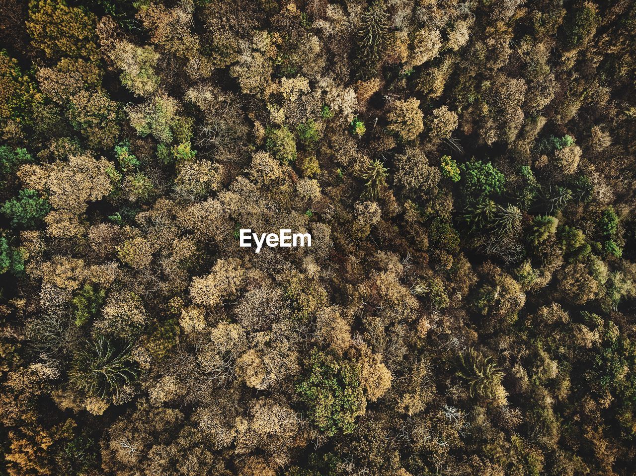 FULL FRAME SHOT OF PLANTS