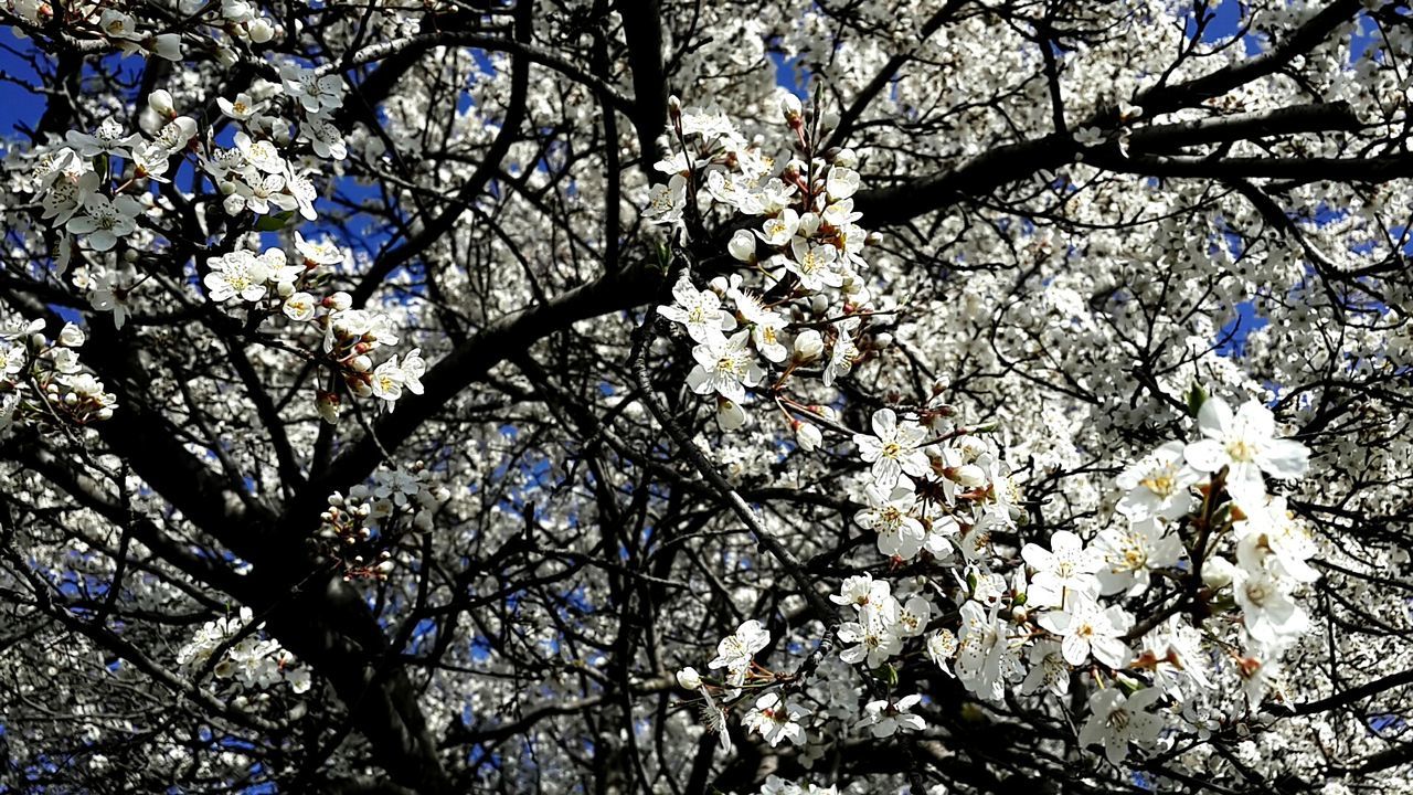 LOW ANGLE VIEW OF CHERRY BLOSSOMS IN SPRING