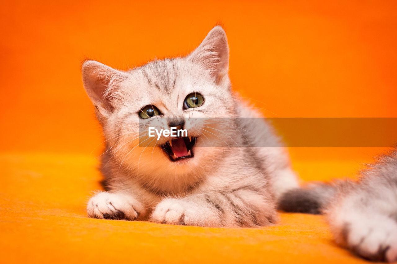 Gray white british kitten meows lying on an orange background and looks away