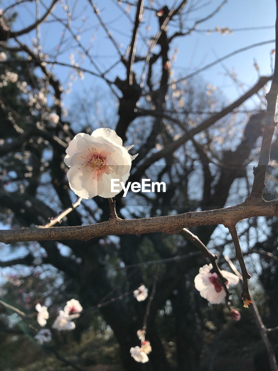 CLOSE-UP OF WHITE APPLE BLOSSOMS IN SPRING