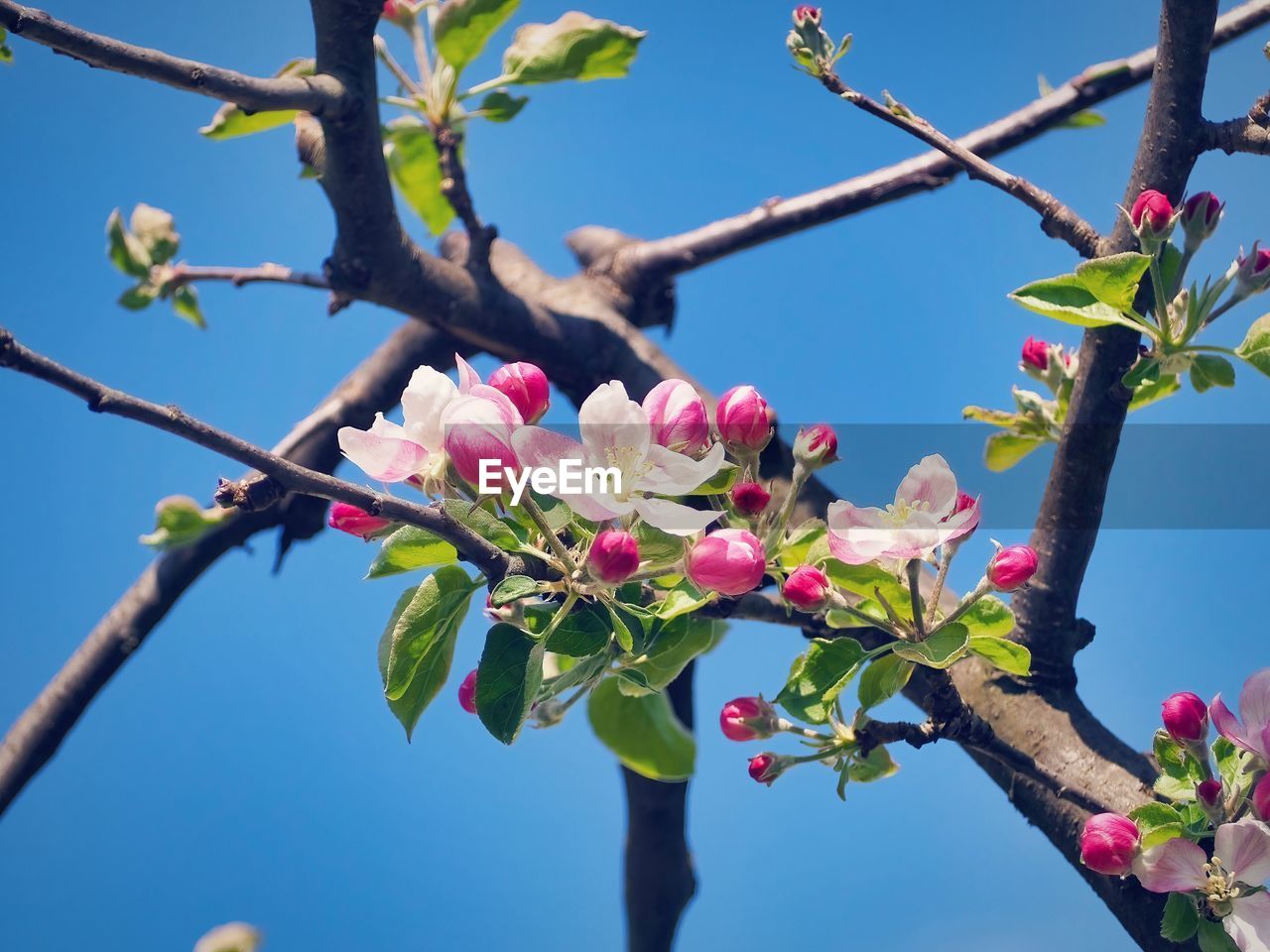 plant, flower, tree, flowering plant, branch, blossom, nature, pink, beauty in nature, freshness, spring, growth, springtime, sky, fruit, fragility, blue, no people, food and drink, outdoors, day, food, clear sky, leaf, plant part, produce, healthy eating, fruit tree, twig, sunny, close-up, botany, low angle view, flower head