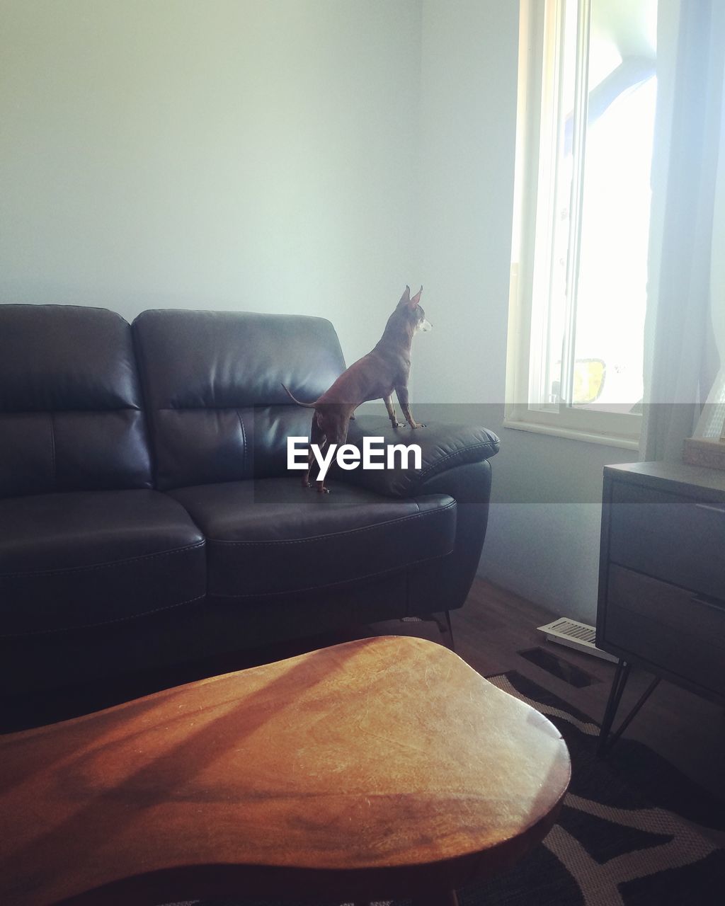 Dog standing on sofa at home